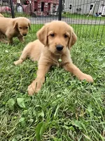 Mr. Green, a male Golden Retriever for sale in Wausau, WI – 1 of 9