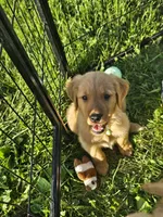 Mr. Green, a male Golden Retriever for sale in Wausau, WI – 8 of 9