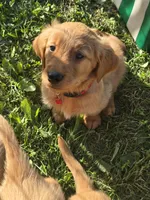 Mr. Red, a male Golden Retriever for sale in Wausau, WI – 5 of 8