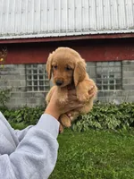 Mr. Red, a male Golden Retriever for sale in Wausau, WI – 6 of 8