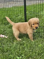 Ms. Yellow, a female Golden Retriever for sale in Wausau, WI – 4 of 9