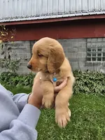 Mr.Blue, a female Golden Retriever for sale in Wausau, WI – 3 of 6