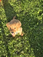 Ms. Purple, a female Golden Retriever for sale in Wausau, WI – 3 of 4