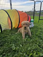 Ms. Yellow, a female Golden Retriever for sale in Wausau, WI – 5 of 9