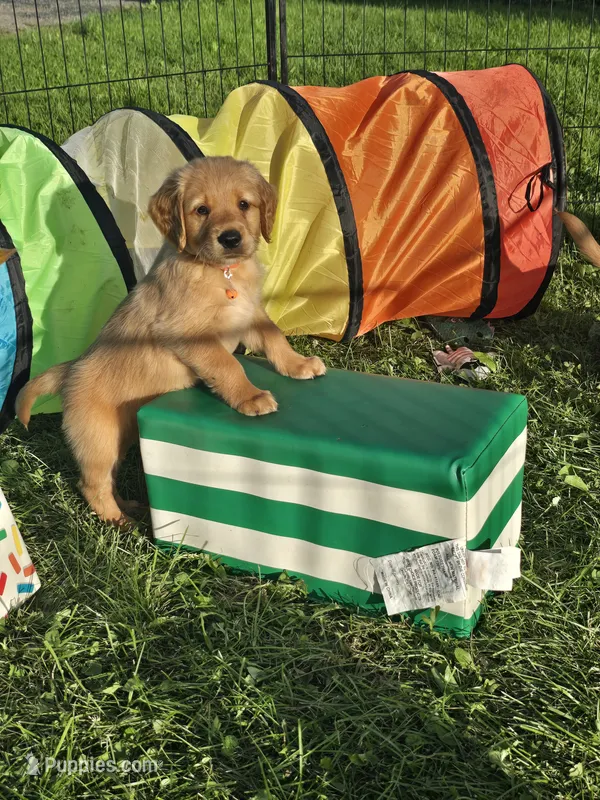 Mr. Orange – Golden Retriever puppy for sale in Wausau, WI