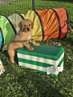 Mr. Orange, a male Golden Retriever for sale in Wausau, WI – 1 of 8