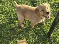 Ms. Gray, a female Golden Retriever for sale in Wausau, WI – 4 of 9