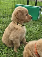 Ms. Yellow, a female Golden Retriever for sale in Wausau, WI – 7 of 9