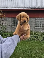 Mr. Black, a male Golden Retriever for sale in Wausau, WI – 7 of 7