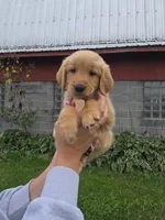 Ms. Pink, a female Golden Retriever for sale in Wausau, WI – 5 of 10