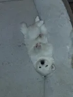 Jack, a male Pomeranian for sale in Topeka, KS – Photo 4 of 4