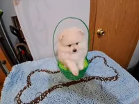 Jack, a male Pomeranian for sale in Topeka, KS – Photo 1 of 4