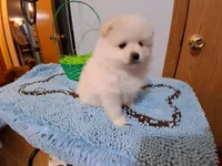 Jack, a male Pomeranian for sale in Topeka, KS – Photo 3 of 4