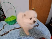 Jack, a male Pomeranian for sale in Topeka, KS – Photo 2 of 4