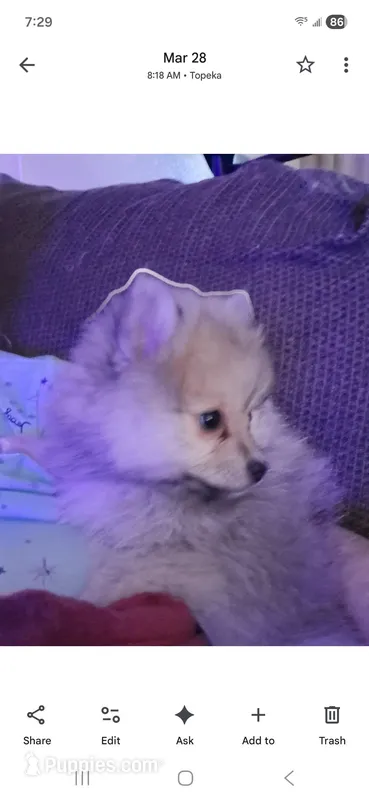 Willow – Pomeranian puppy for sale in Topeka, KS