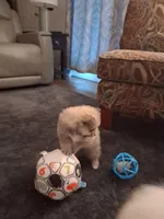 Willow, a female Pomeranian for sale in Topeka, KS – Photo 5 of 5