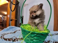Willow, a female Pomeranian for sale in Topeka, KS – Photo 1 of 5