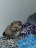 Willow, a female Pomeranian for sale in Topeka, KS – Photo 4 of 5