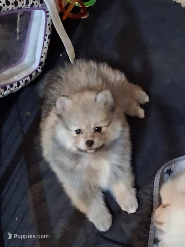 Willow – Pomeranian puppy for sale in Topeka, KS
