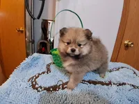 Willow, a female Pomeranian for sale in Topeka, KS – Photo 3 of 5