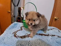 Willow, a female Pomeranian for sale in Topeka, KS – Photo 2 of 5