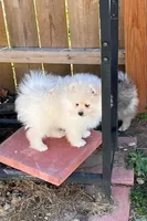 Jack, a male Pomeranian for sale in Topeka, KS – Photo 4 of 4