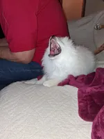 Jack, a male Pomeranian for sale in Topeka, KS – Photo 3 of 4