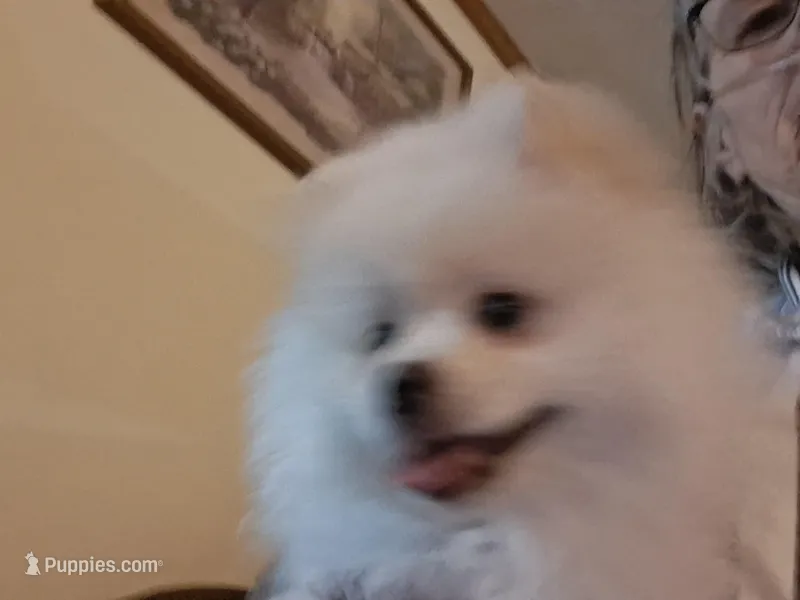 Jack – Pomeranian puppy for sale in Topeka, KS