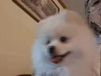 Jack, a male Pomeranian for sale in Topeka, KS – Photo 1 of 4