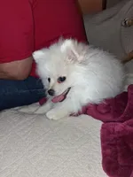 Jack, a male Pomeranian for sale in Topeka, KS – Photo 2 of 4