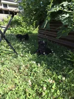 Bear, a male Pug for sale in Seymour, CT – 2 of 2