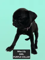 Lily, a female Pug for sale in Seymour, CT – 1 of 1