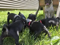 Mr. French Fry, a male Pug for sale in Seymour, CT – 2 of 2