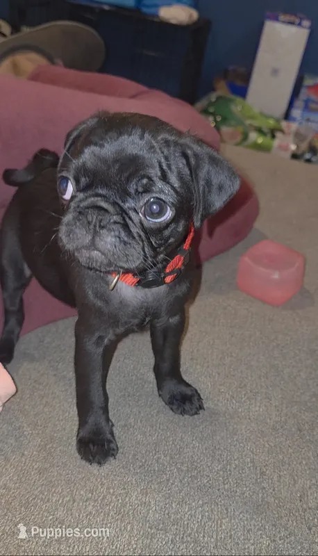 Mr. Ketchup – Pug puppy for sale in Seymour, CT