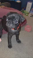 Mr. Ketchup, a male Pug for sale in Seymour, CT – 1 of 7