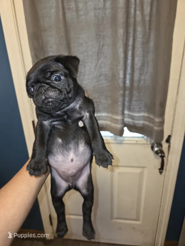 Bear – Pug puppy for sale in Seymour, CT