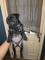 Bear, a male Pug for sale in Seymour, CT – 1 of 2