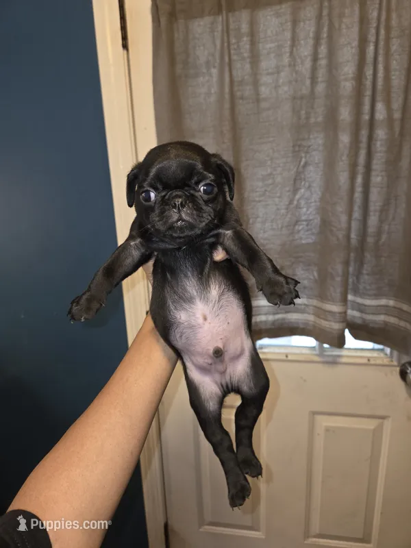 Mr. French Fry – Pug puppy for sale in Seymour, CT