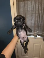 Mr. French Fry, a male Pug for sale in Seymour, CT – 1 of 2