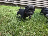 Mr. Ketchup, a male Pug for sale in Seymour, CT – 6 of 7