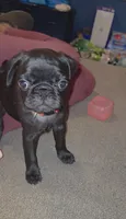 Mr. Ketchup, a male Pug for sale in Seymour, CT – 2 of 7