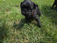 Mr. Ketchup, a male Pug for sale in Seymour, CT – 5 of 7