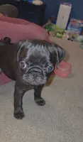 Mr. Ketchup, a male Pug for sale in Seymour, CT – 3 of 7