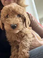 processed/f6d3c546-d637-4cfb-9038-c5c3dc10f380/listing/3a0f55a0-dead-4a9d-96ce-a72535065a68/f93f55bb-bffe-4941-8bd5-216484514d8d