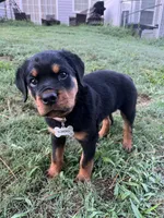 Karma, a female Rottweiler for sale in Sanford, NC – 10 of 10