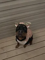 Karma, a female Rottweiler for sale in Sanford, NC – 6 of 10