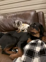 Karma, a female Rottweiler for sale in Sanford, NC – 3 of 10
