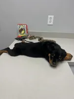Karma, a female Rottweiler for sale in Sanford, NC – 9 of 10