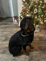 Karma, a female Rottweiler for sale in Sanford, NC – 4 of 10