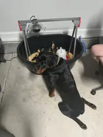 Karma, a female Rottweiler for sale in Sanford, NC – 5 of 10